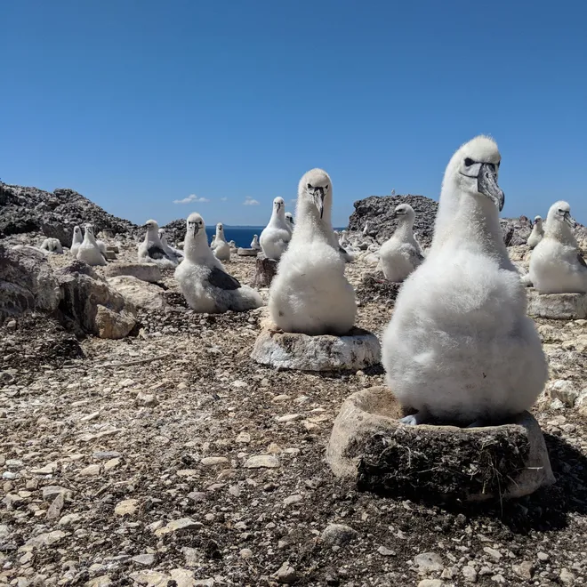 A group of white birds on rocks on a rocky beach with blue sky in the background