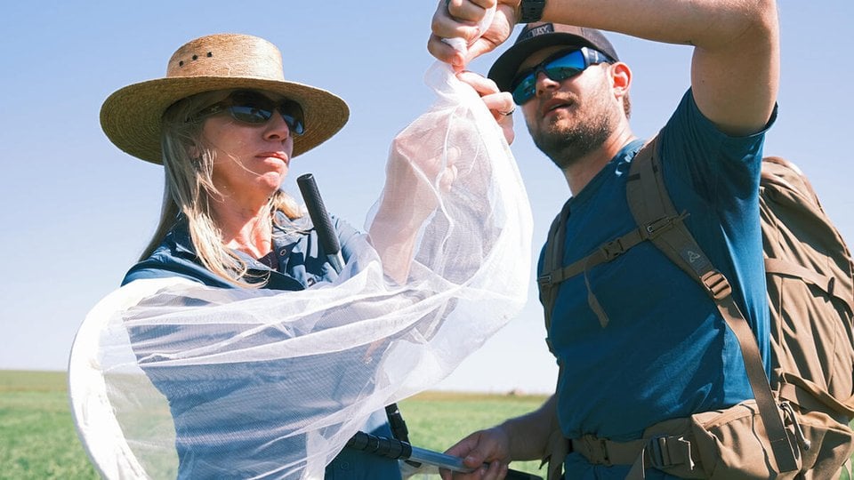 Alexis Bonogofksy and Aaron Clausen transfer an insect from a net to a sample container