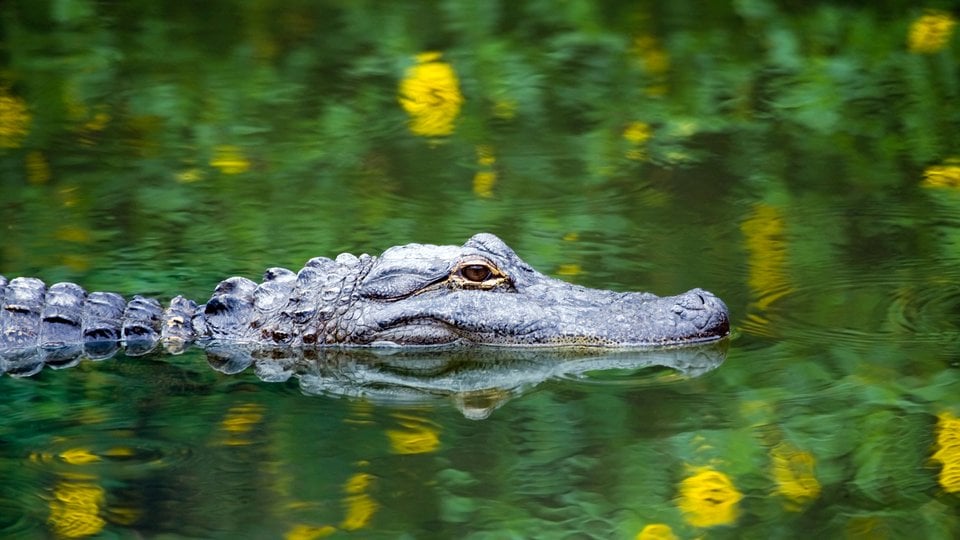 Alligator swimming through the water in the Everglades