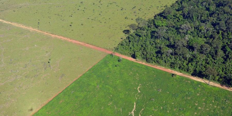 Aerial view cropland outlined adjacent to forests