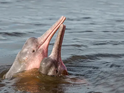 two Amazon river pink dolphins poke their heads out of the water