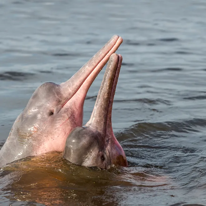 two Amazon river pink dolphins poke their heads out of the water