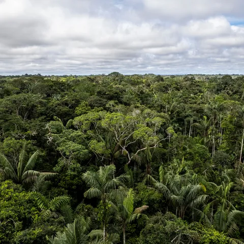 View of Colombian Amazon rainforest canopy and blue sky