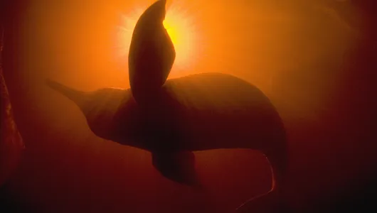 Underwater shot of an Amazon river silhouetted against the surface of the river in murky, red water.