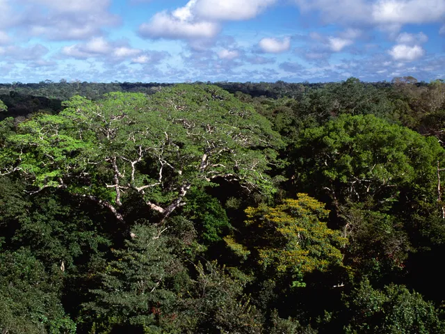 Forest canopy of Amazon