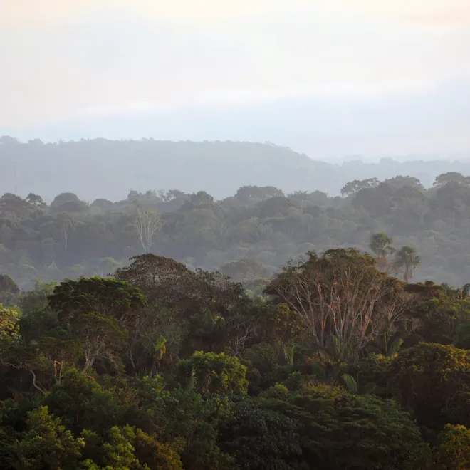Dense and vast landscape shot of the Amazon forest's tree canopy that continues far into the distance.