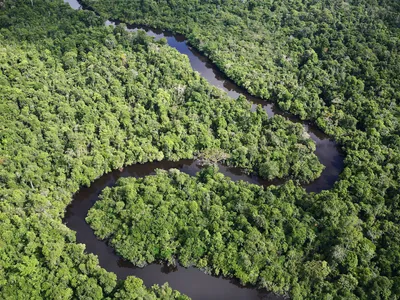 Aerial view of the Amazon with a river running through green canopy