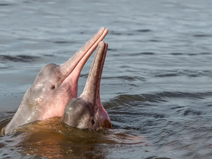 two pink and grey Amazon river dolphins with their heads poking up out of the water