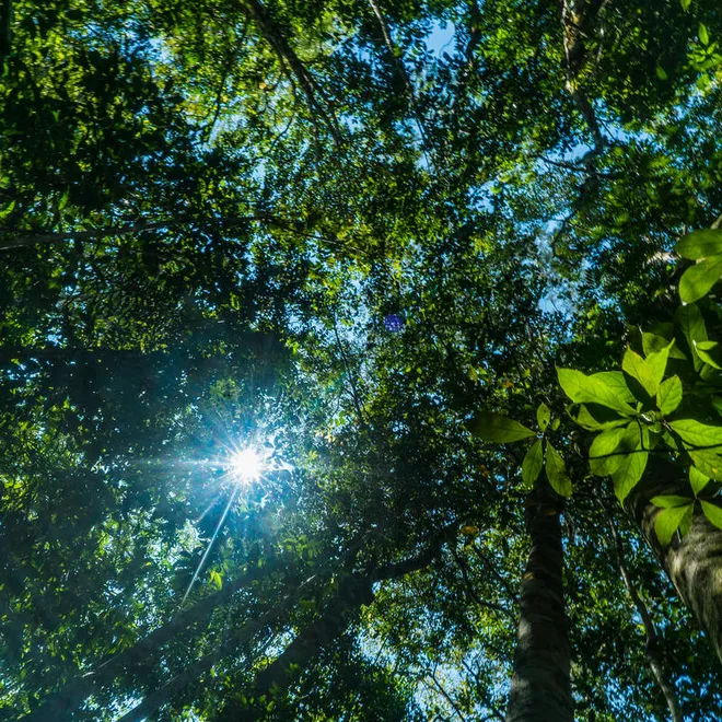 view from below looking up into the treetops with sunlight bursting through the canopy