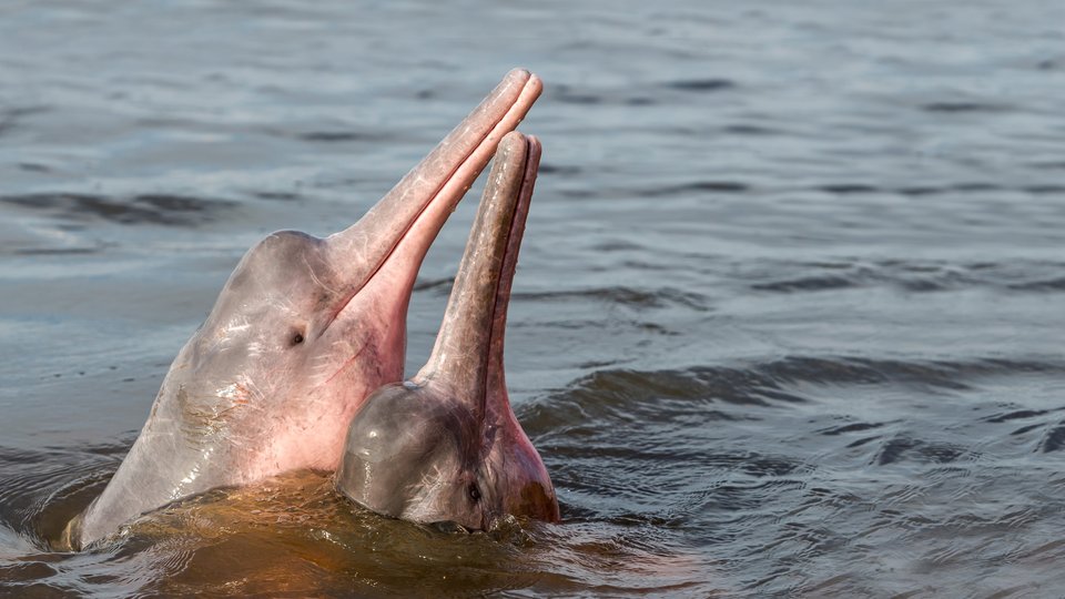 amazon-river-basin-biodiversity-across-eight-nations-wwf