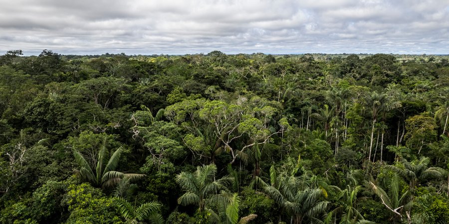 View of Colombian Amazon rainforest canopy and blue sky