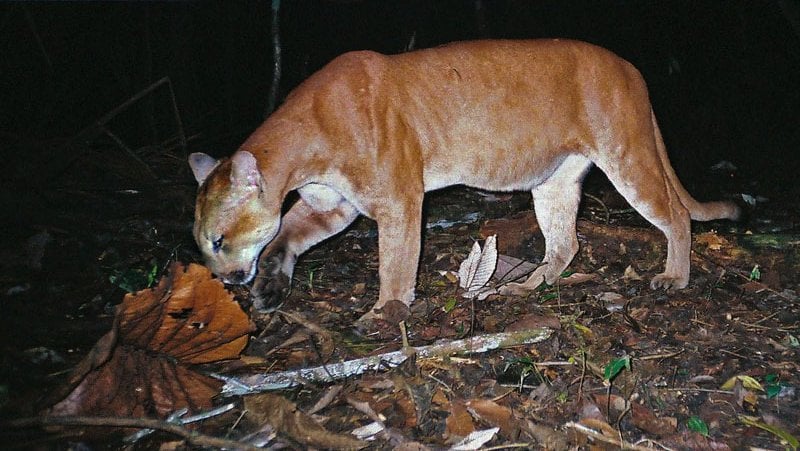 A puma is captured on a camera trap in the forest