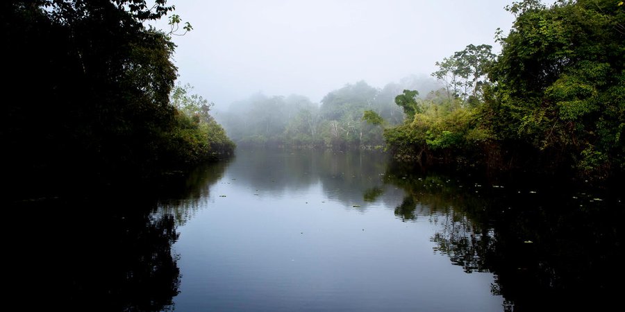 Waterway in Peruvian Amazon runs through trees
