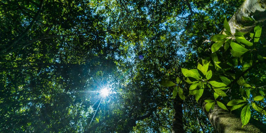 view from below looking up into the treetops with sunlight bursting through the canopy