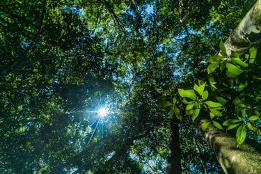 view from below looking up into the treetops with sunlight bursting through the canopy