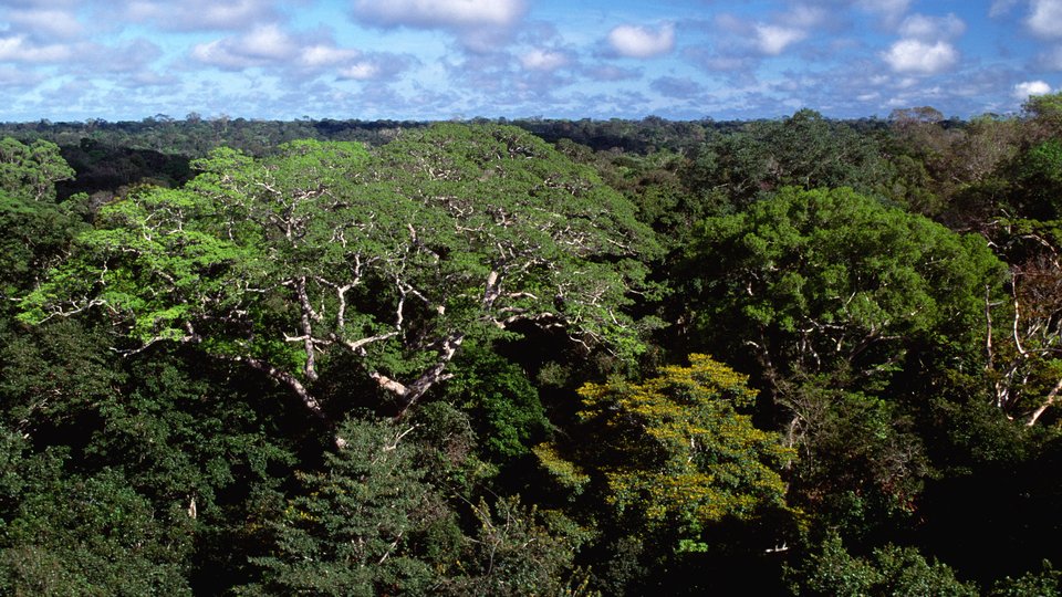 Aerial view of Amazon upland rainforest with a Dinizia excelsa tree in Caxiuana NF, Para, Brazil