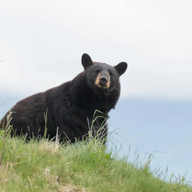 American black bear (Ursus americanus) in Alaska, United States