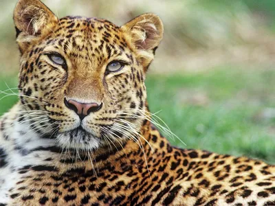 A spotted big cat with big whiskers looking toward the camera.