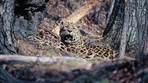 Camera trap photo of an Amur leopard with its mouth open. The leopard is well camouflaged with its environment.