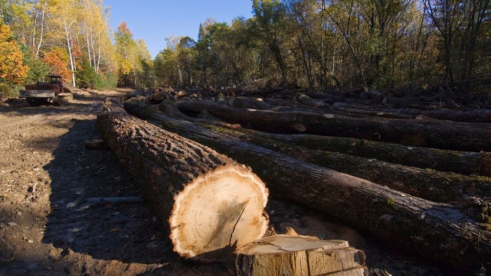 Illegal logging operation, Russian Far East