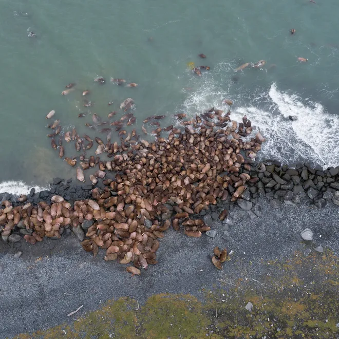 Aerial view of large group of walrus gathered together on a rocky coast