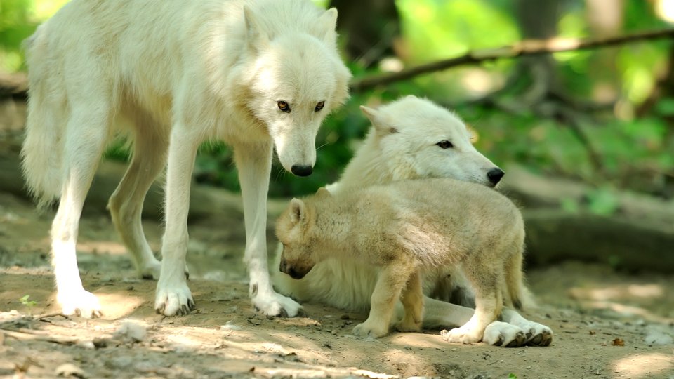 Two adult Arctic wolves and a cub together in a shady woods.