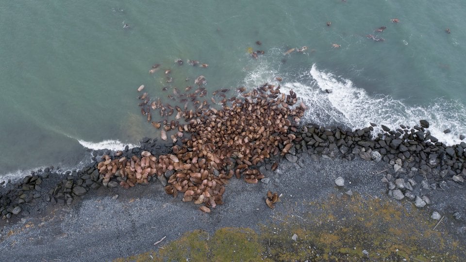 Aerial view of large group of walrus gathered together on a rocky coast