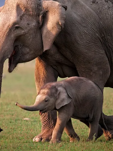Asian Elephant with calf walking in a field of grass.