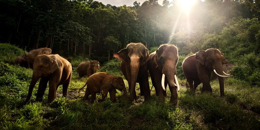 A group of gray Asian elephants grazing in a green field with lush green forests in the background.