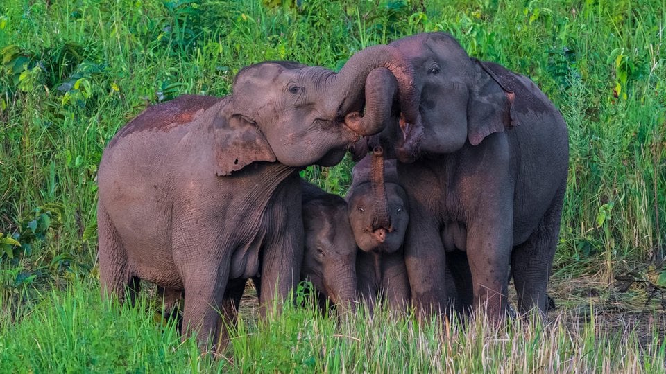 Two adult elephants and a calf intertwine their trunks