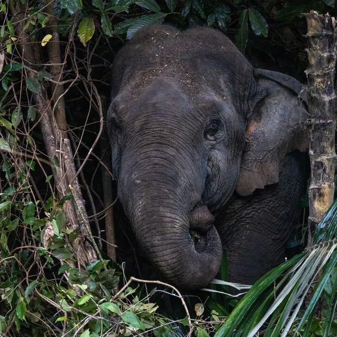 An Asian elephant pokes its head through tree branches in Malaysia
