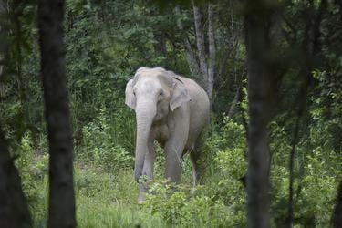 Asian elephant (Elephas maximus) walking through the forest in  Kui Buri National Park in Thailand