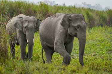 Asian elephant (Elephas maximus) in Kaziranga National park.