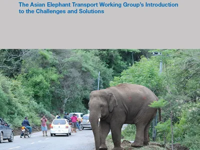 Report cover showing elephant crossing busy road