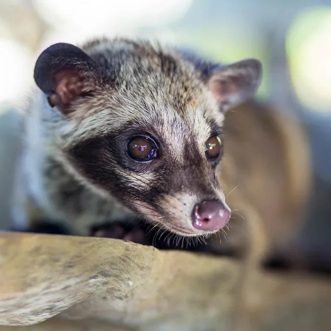 Asian palm civet