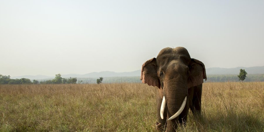 A large gray elephants with ivory tusks with a greenish brown landscape and distant mountains in the background