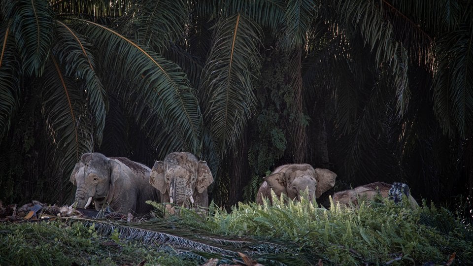 A group of Asian elephants captured via camera trap at night in Malaysia