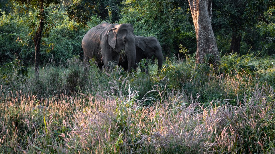 Two Asian elephants in a forest