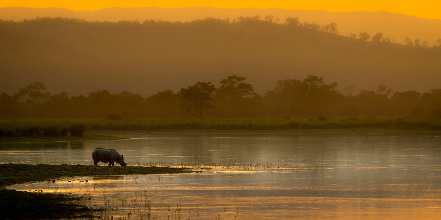 An Asian rhino (Rhinoceros unicornis) drinks by the waters edge at sunset. Kaziranga National Park, India.