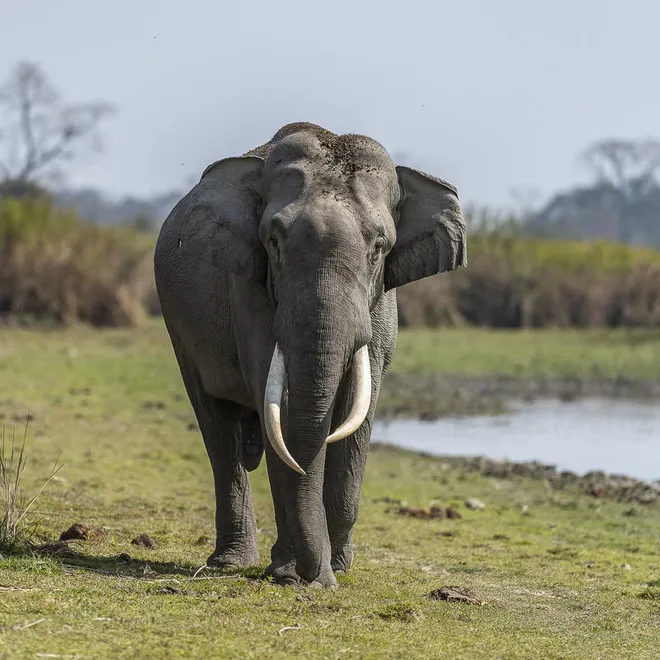 One adult male Asian elephant with large tusks walks along grassy ground with water and tall grasses in the background