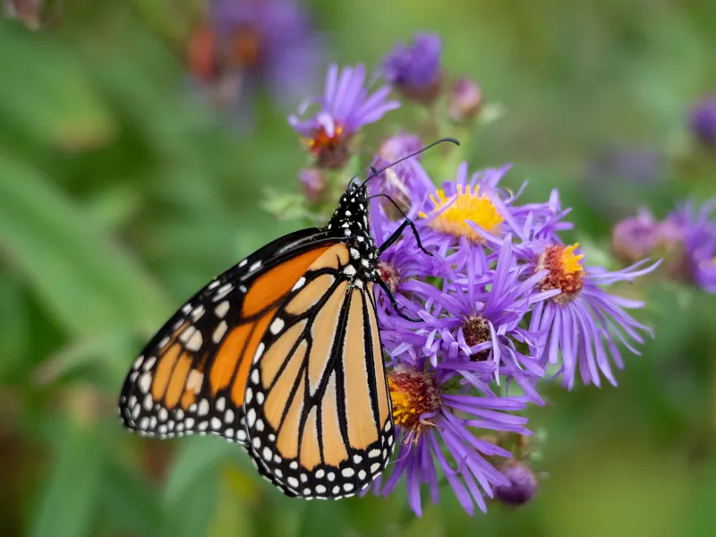 Monarch butterfly on aster plant