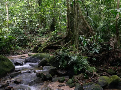 Atlantic Forest; Reserva Ecológica de Guapiaçu (REGUA); RJ; Brazil, 2022.