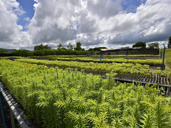 nursery plants in Copaiba nursery, Atlantic Forest, Brazil