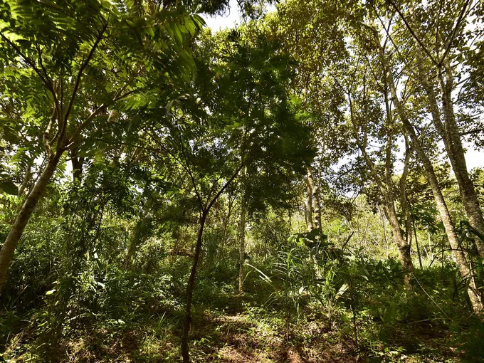 Tree canopy in Atlantic Forest, Brazil