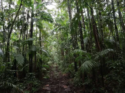 a dirt pathway through a lush green rainforest