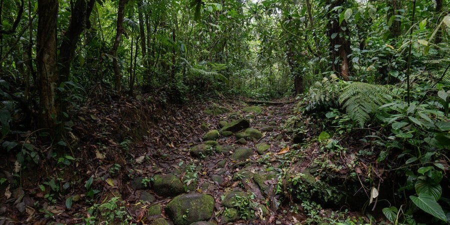 a path leading through the forest