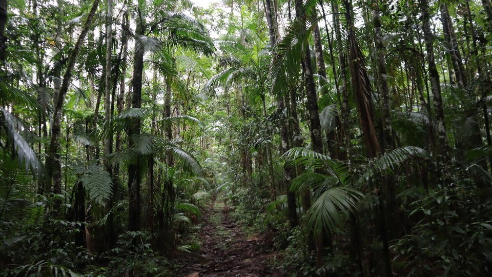 a dirt pathway through a lush green rainforest