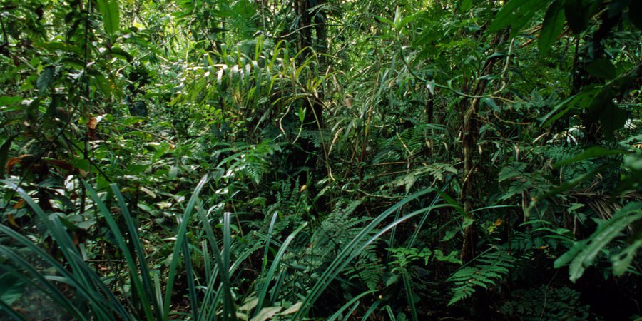 A view into a lush, green, and dense forest with different sized plants and trees
