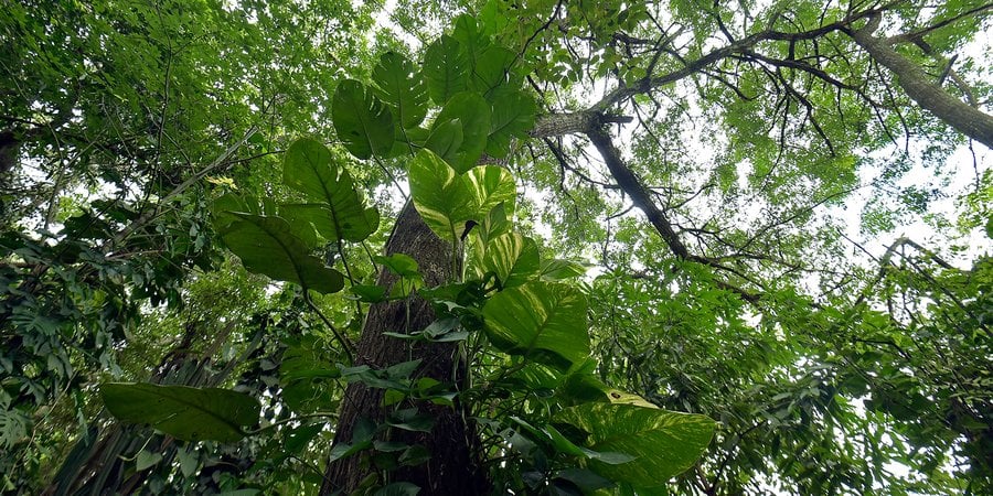 Looking upward at a tree in the Atlantic Forest