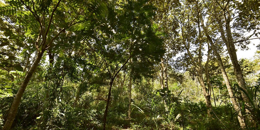 Tree canopy in Atlantic Forest, Brazil